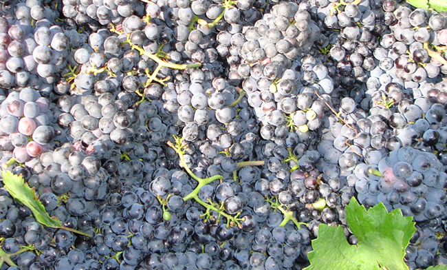 degustivina