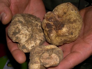 tartufi-bianchi-dei-sibillini tartufo monti sibillini