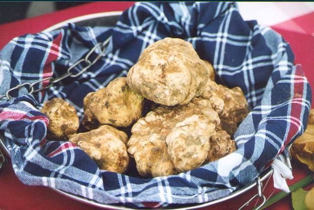 tartufo tartufo