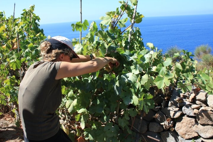 vendemmia sul mare