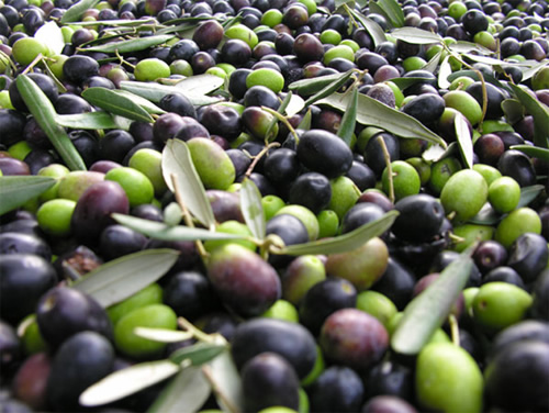 olive