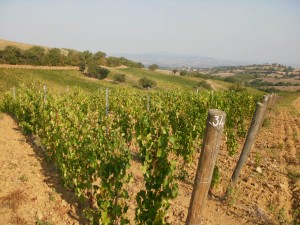 le vigne di prosecco