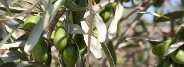 sagra oliva coriano