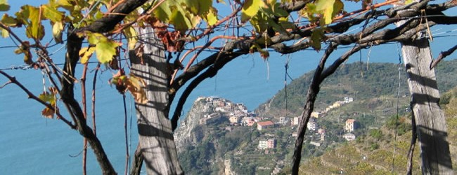 Lo Sciacchetrà delle Cinque Terre