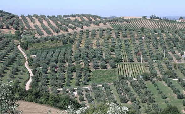 festa del vino coriano