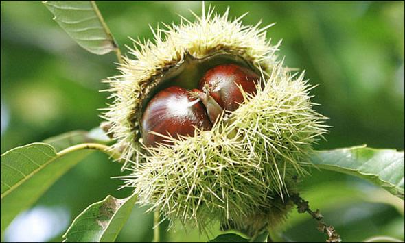 castagne