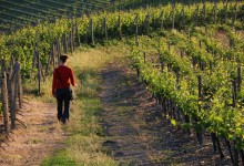 Le new entry nel circuito della Strada dei vini e dei sapori.