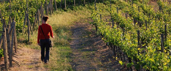 Sapori e Saperi della Vallata del Fino