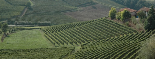 Benvenuta Vendemmia 2010