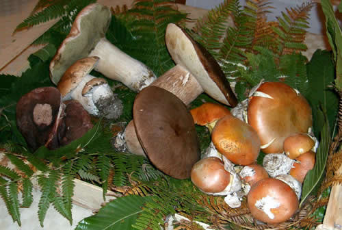 funghi-porcini-pianoro