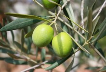 Spremitura dell’olio novello a Castelvetro di Modena