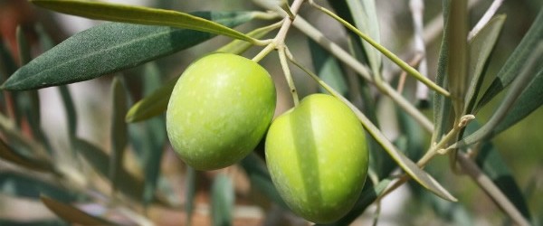 Spremitura dell’olio novello a Castelvetro di Modena