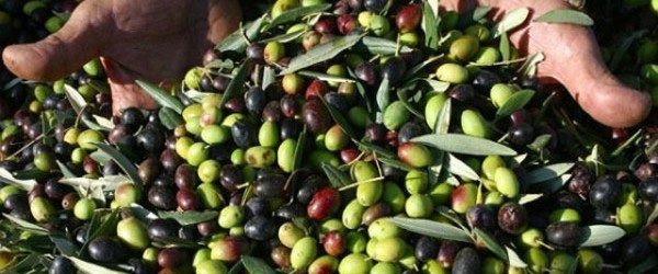 Olio nuovo in Umbria